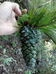 播种五针松种子需要注意哪些技巧？