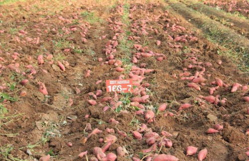 花卉种植技术要点：掌握甘薯食品加工的精髓