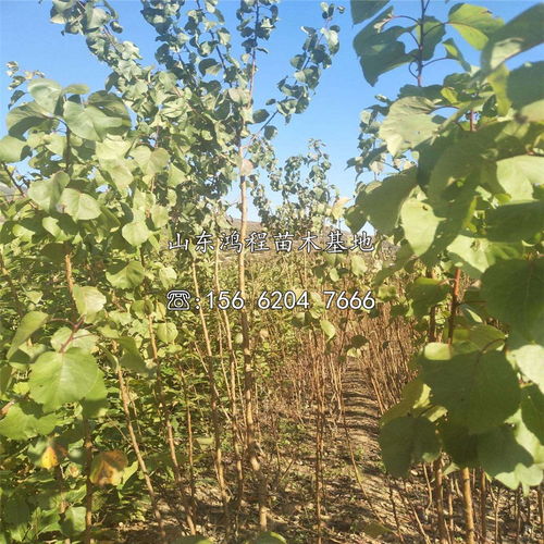 黄桃栽培技术与施肥方法