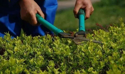 寒潮来袭， 苗木保护不可忽视