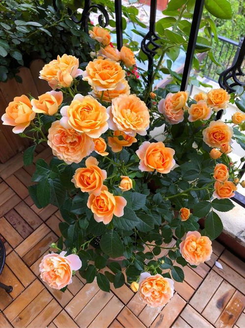 1、 给它充足的光照