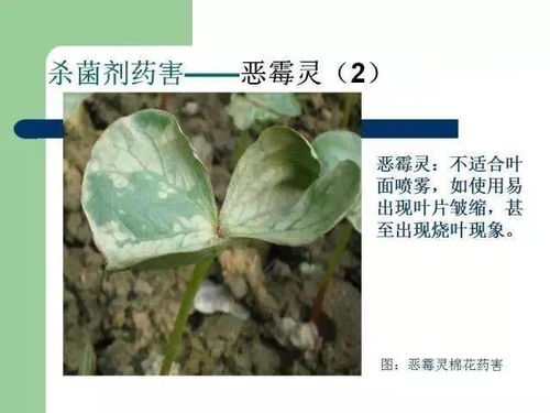 四种农药的英文缩写？