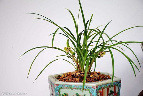 夏天兰花浇水多久一次？夏天养兰花需要注意哪些事项