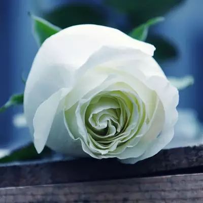 21朵玫瑰花语究竟蕴含着怎样的深情寓意
