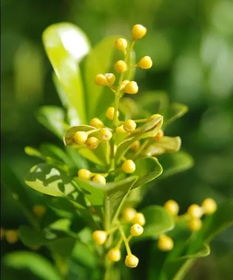 春天米兰花怎么养？浇水需要注意什么