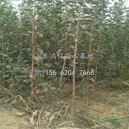 杉树的苗木供应商信息