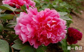 防治牡丹白绢病的方法