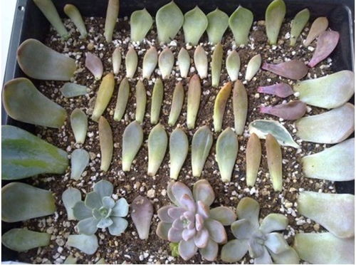 自制多肉植物土壤配方指南：确保营养充足，提高定植成功率