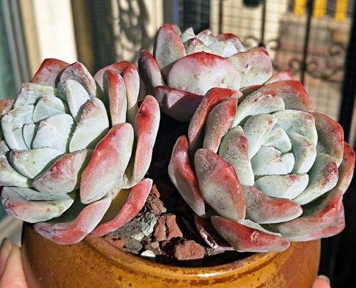 温差多肉植物如何制造？如何让多肉植物适应温差