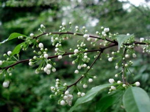 揭开梅叶冬青的药用部位：是叶子还是枝条？