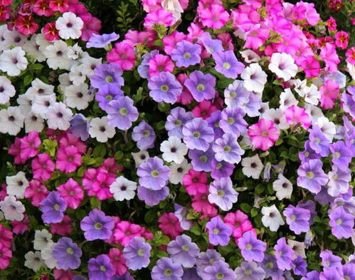 种植技巧，你get了吗？