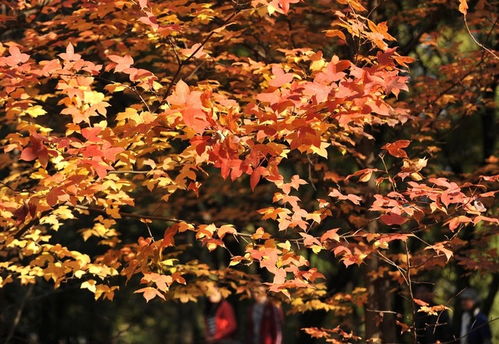 枫叶变红的神奇之旅