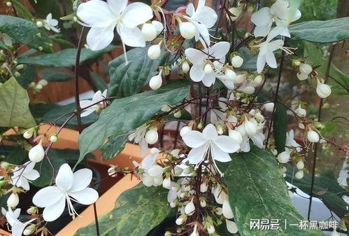 茉莉花：香气四溢的夏日佳品