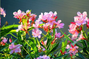 夹竹桃中毒， 后果严重