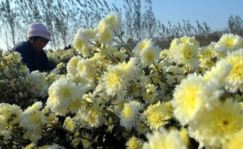 “菊花美图，哪里找