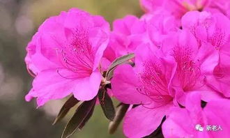 晋江市市花：三角梅的象征意义