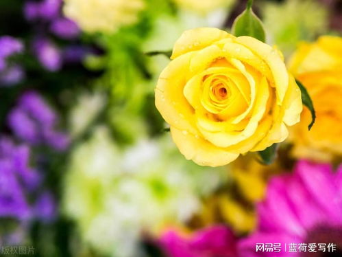 探索黄玫瑰：美丽象征与情感寓意