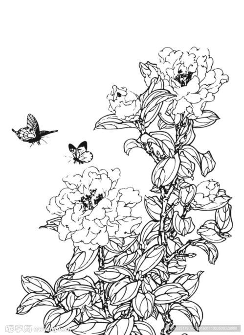 牡丹花素描图，新手临摹易学吗