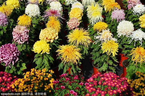 菊花秋季开，这个季节赏菊正当时