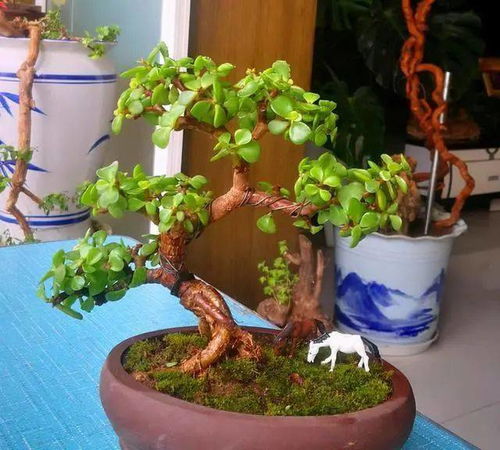 光照小秘密：晒晒太阳正好