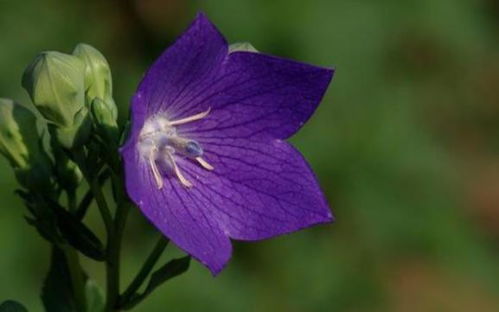 洋桔梗的起源与传播