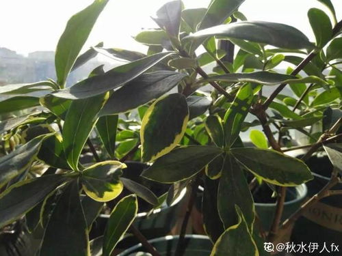 虹之玉叶子发软或出现萎蔫现象时该考虑浇水了吗