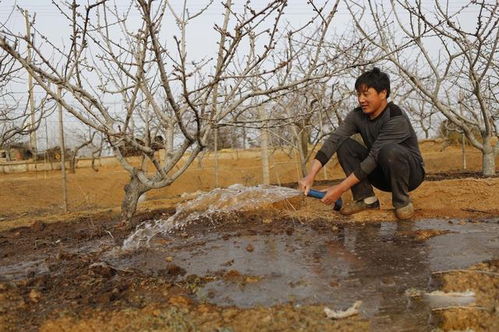 灌水剪枝，水是蕞好的保温剂