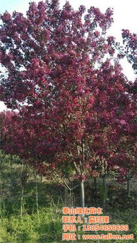 杨树：快速成长的小伙子