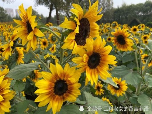 “春季什么时候种植观赏向日葵最适宜