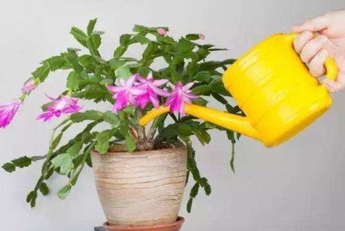 关键时期浇水表