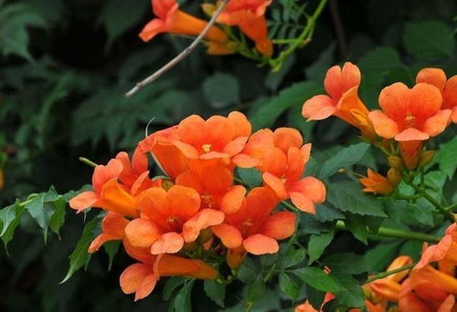 凌霄花的种植价值