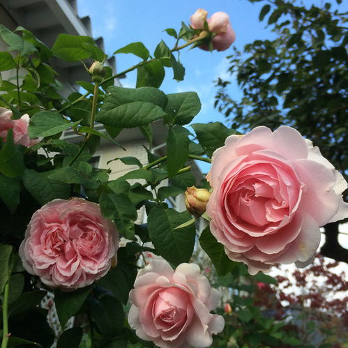 月季花养护：选择一棵，陪伴四季