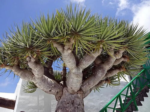 龙血树根修剪入门篇