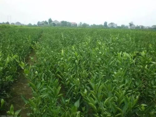 苗木种植：如何避免土壤、 水分、光照的“坑”