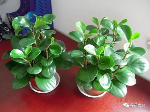 豆瓣绿浇水时间是什么？如何正确掌握浇水方法