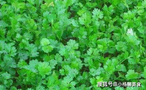 猫须草禁忌人群有哪些？看完你就知道了