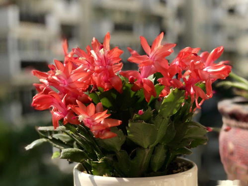 冬花瀑布的秘密