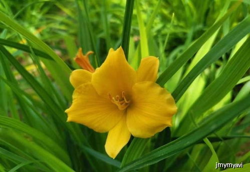 萱草花，养眼又养心