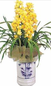 绿植点缀， 空间焕新