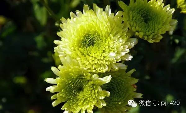 绿菊花，清新自然