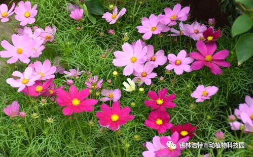 一、 南方湿热气候适合种植的花草