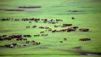 草原牧民心中的“美丽杀手”