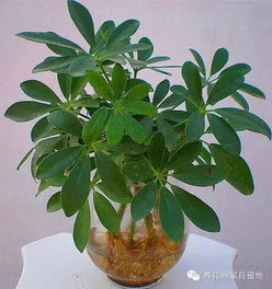 鹅掌柴是招财树吗？听听养花达人怎么说