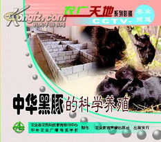 黑豚养殖管理技术，关注黑豚生长环境与饲养方法