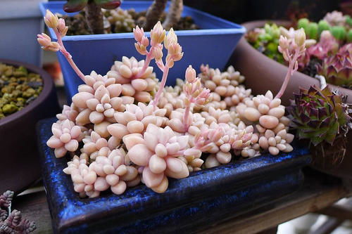 日照：给静夜多肉晒晒太阳