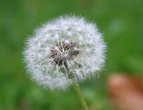影响蒲公英花期的因素