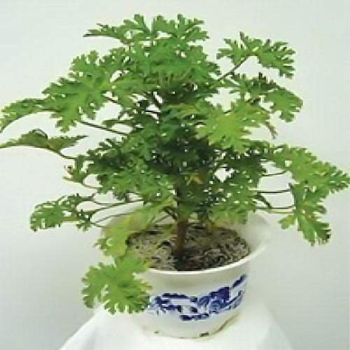 吊竹梅：竹叶般形态，驱蚊Neng手