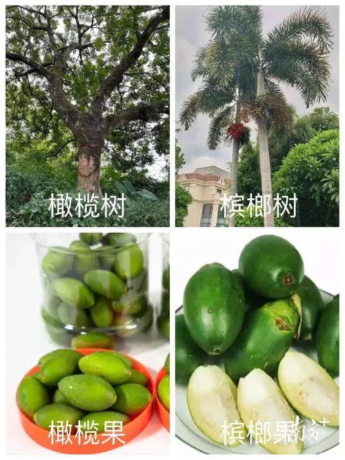 橄榄树冠管理：优化树形