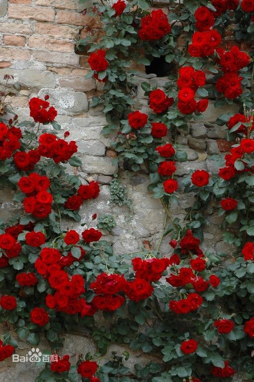 种植夏日羊绒月季：简单易行， 人人可Zuo花匠