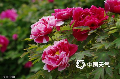 菏泽牡丹花期预测？今年赏花地点推荐是哪里